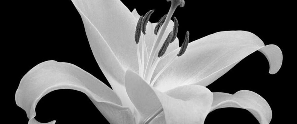 THE FLOWERS IN MY LIFE