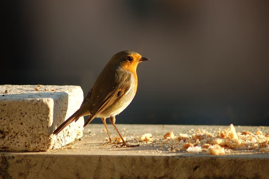 Little Bird