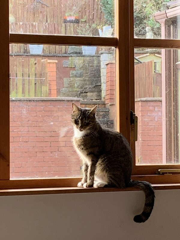 Kittypuss the cautious cat