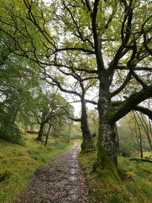 The tall oak tree and me