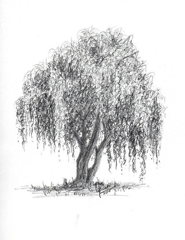 The Willow Tree