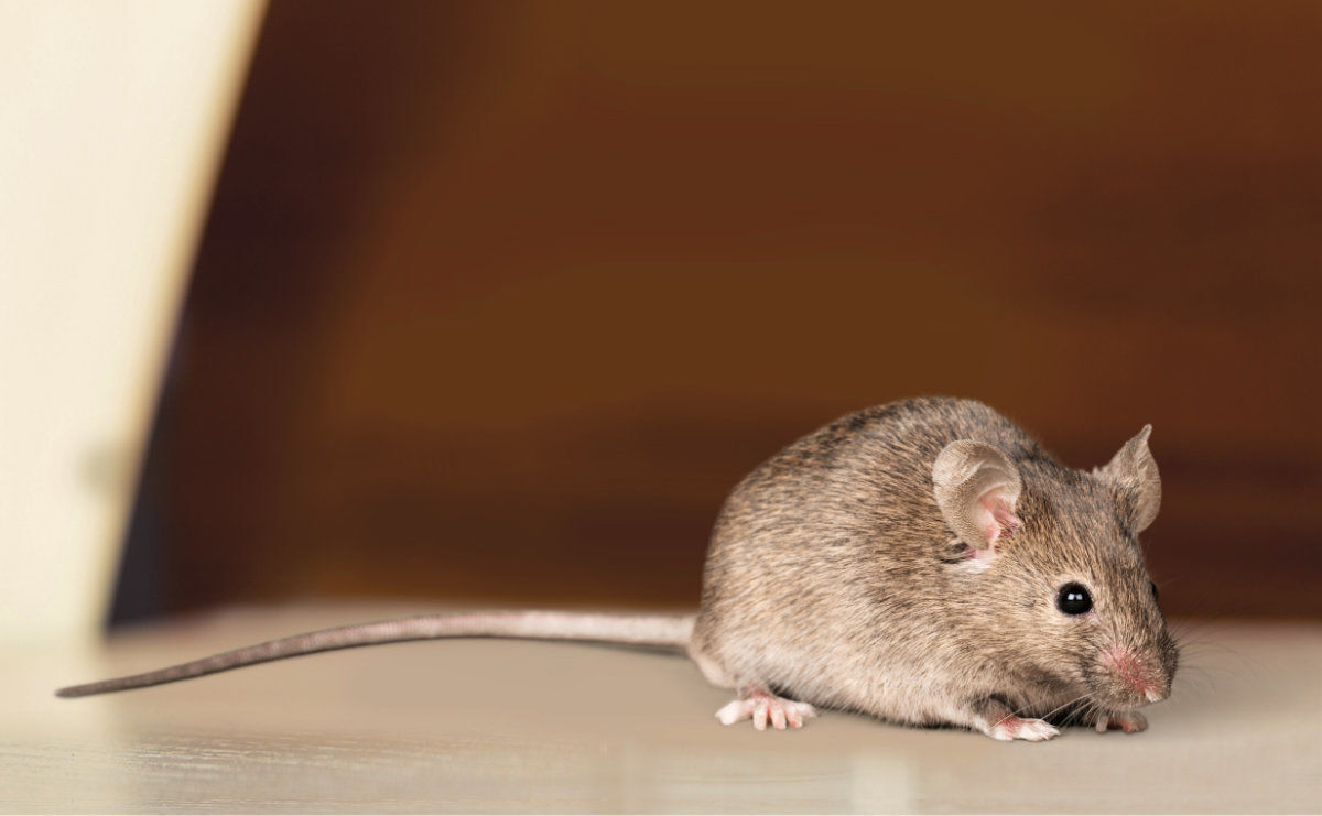 A vivacious vole?