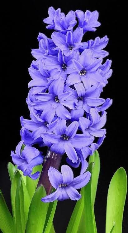 Hyacinth
