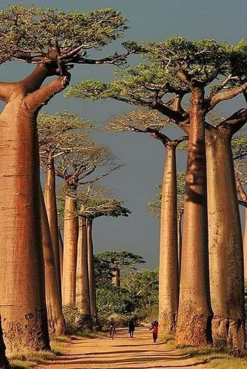 The beautiful tale of nature