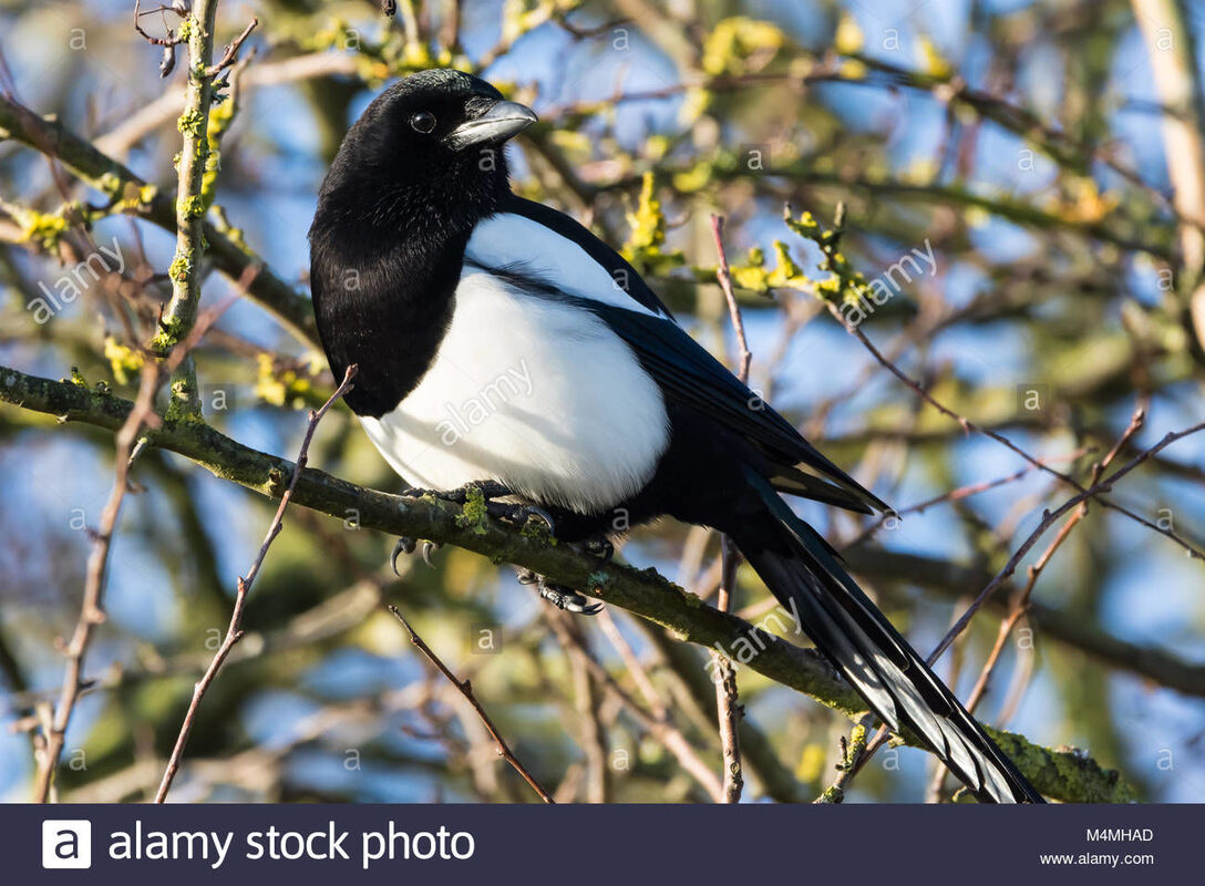 “Magpie Mate..”