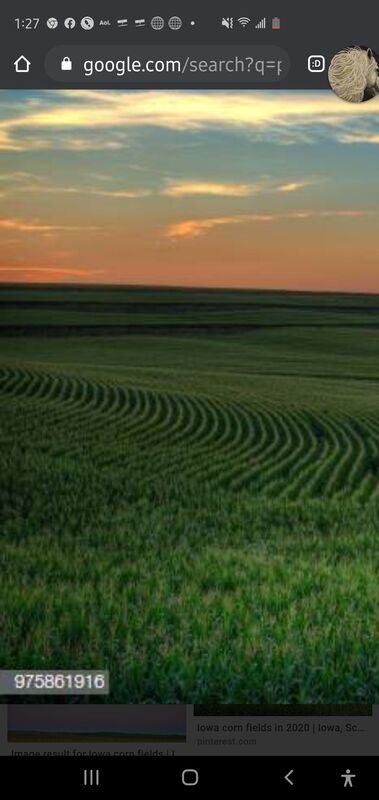 Cornfield of Abandonment 