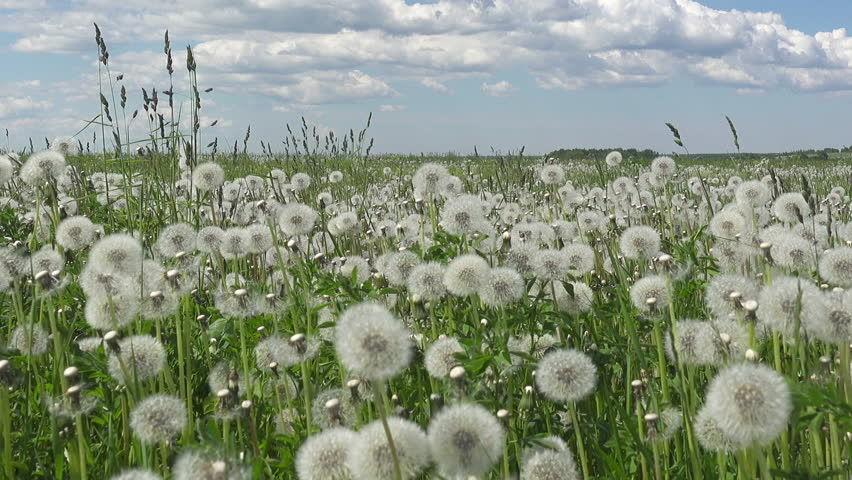 dandelions