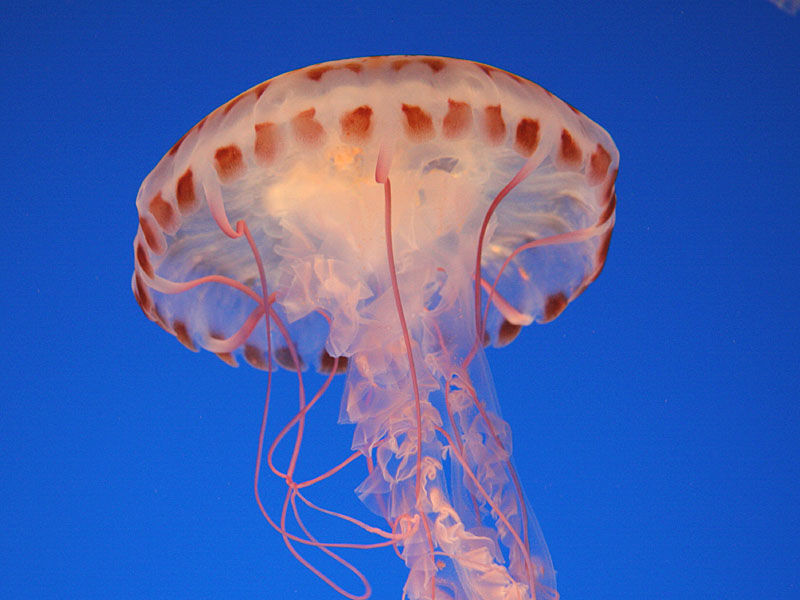 Jelly-fish