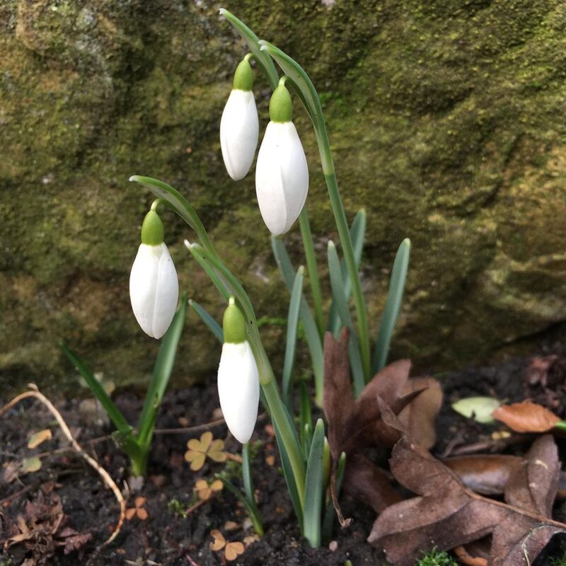 One little Snowdrop