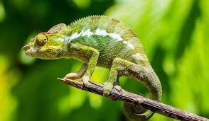 Miss Chameleon