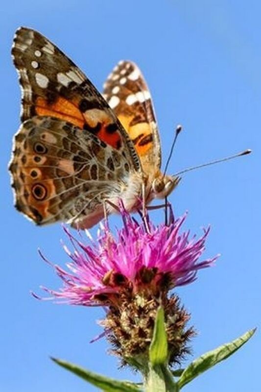 Oh Pretty Painted Lady