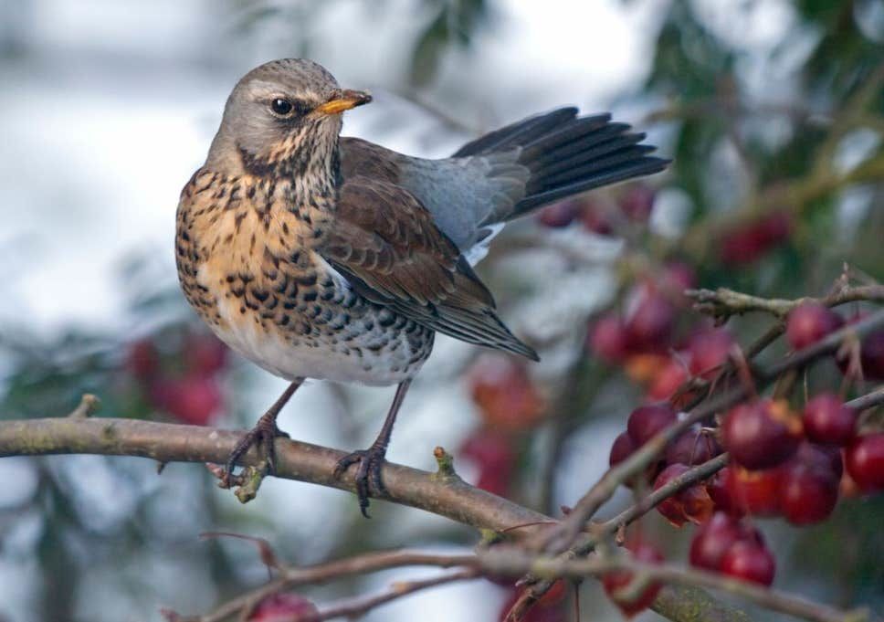 Mr. Mistle thrush