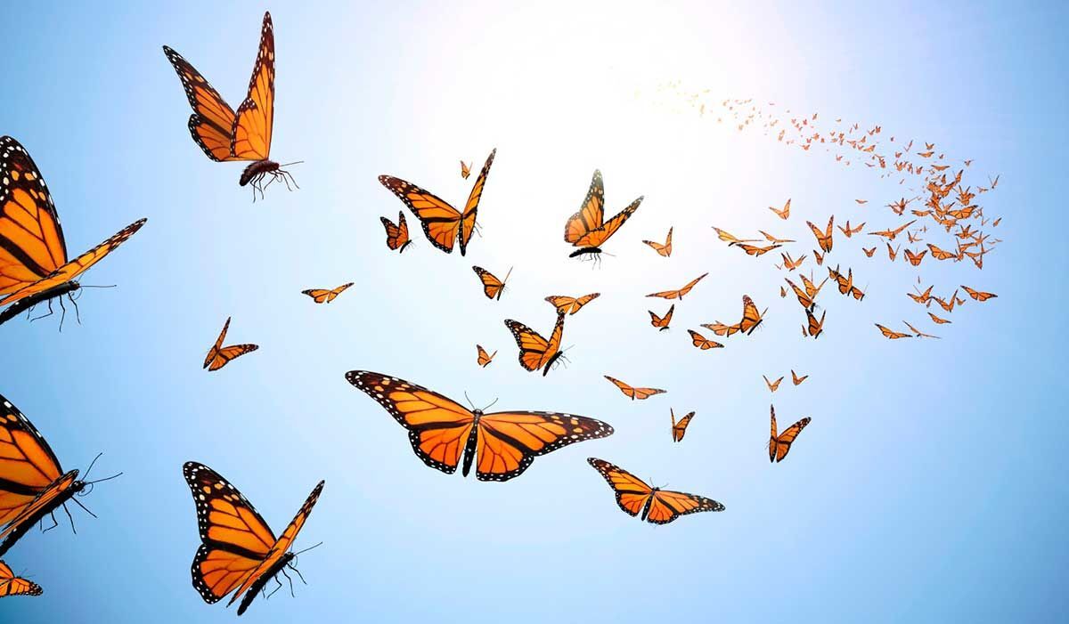 Catching Butterflies of Hope