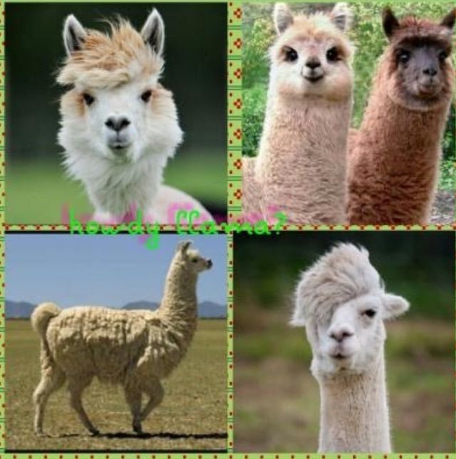 Llama drama