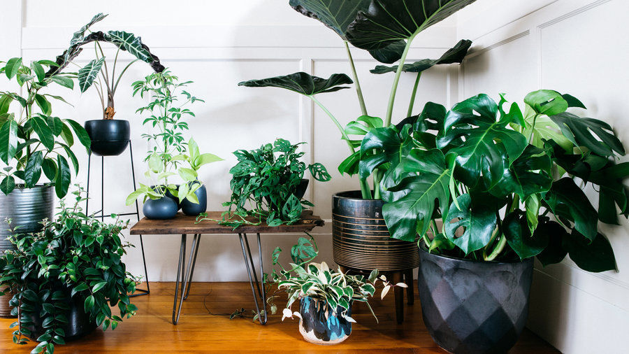 My house plants