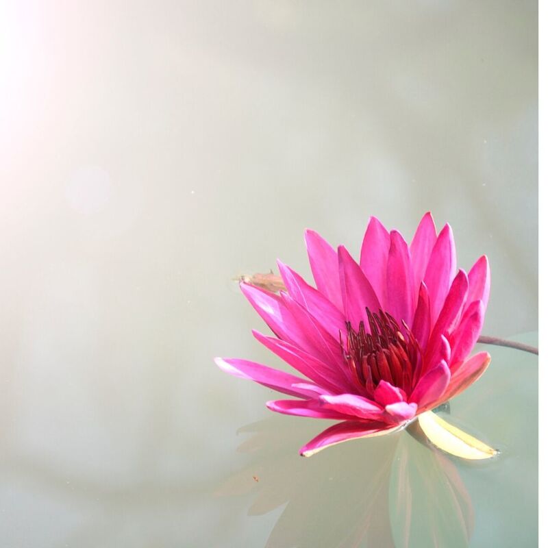 Water lilies