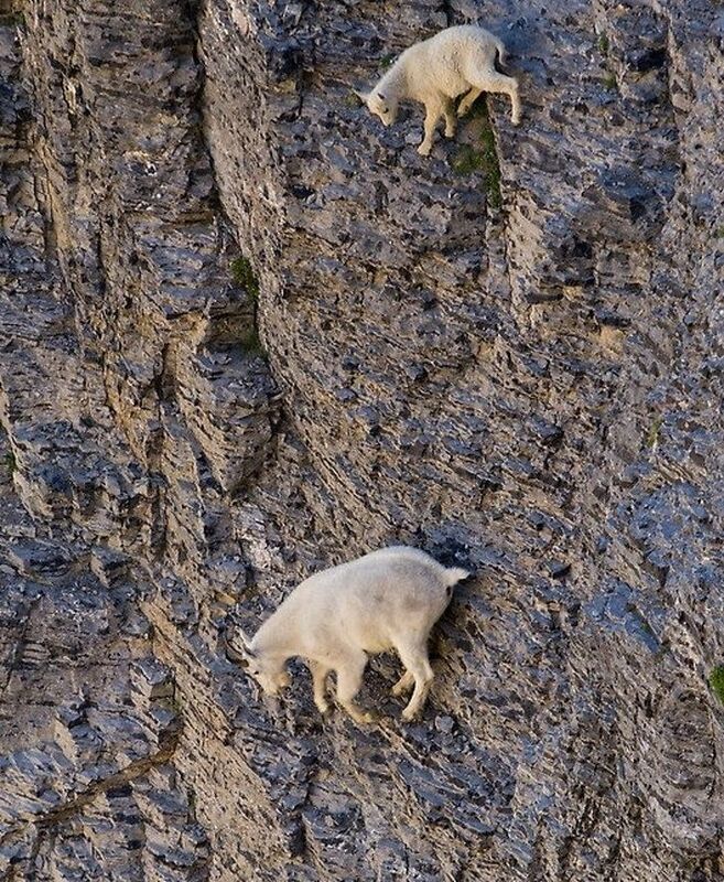The wild mountain goats