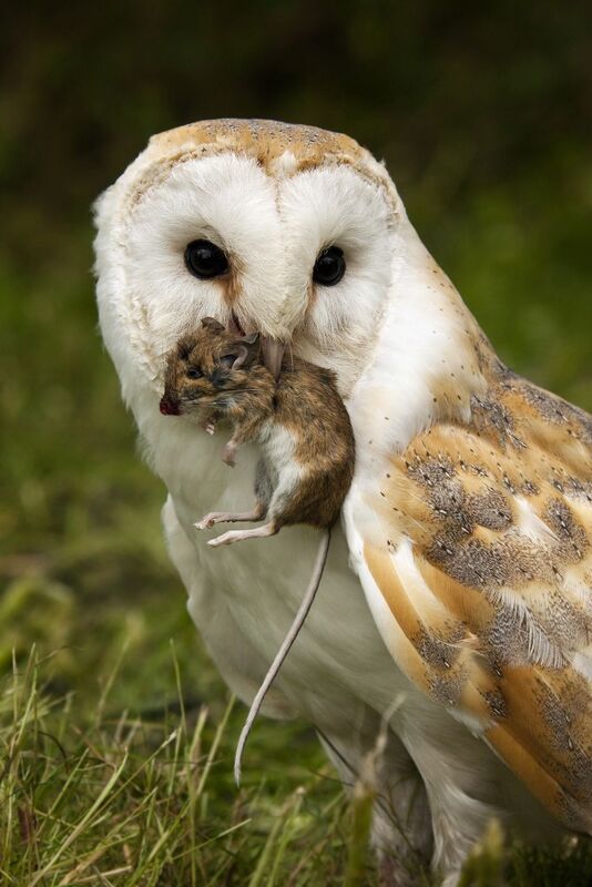 The bewitching Barn owl