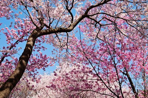 Cherry blossoms