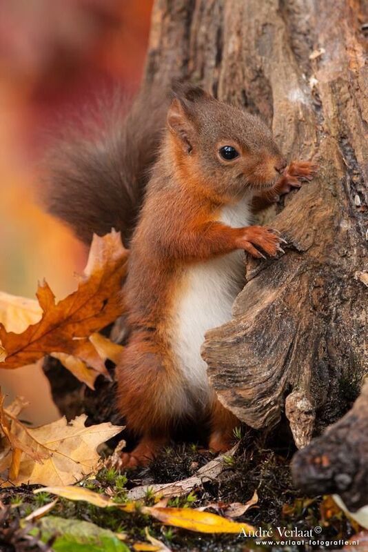 Red Squirrels