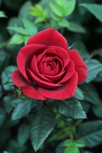 An English Red Rose