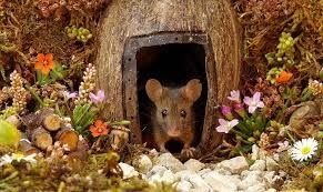 House for a Mouse