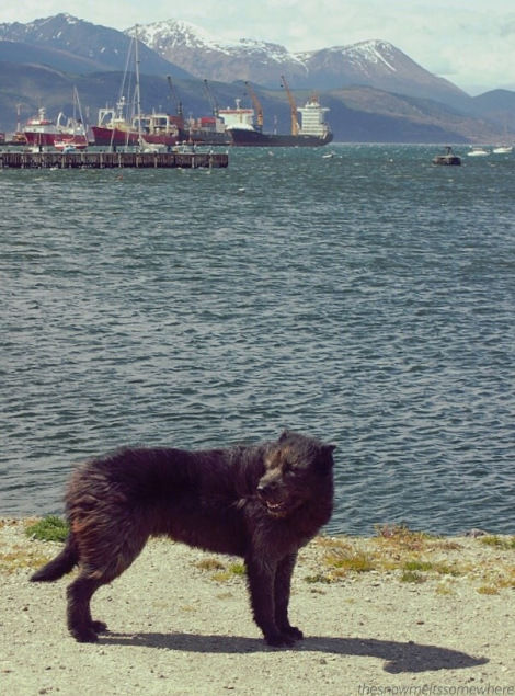 Ushuaia Wild Dogs