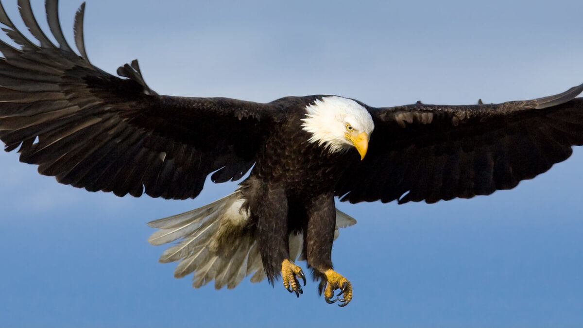 When The Eagle Glares