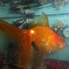 Goldie the Goldfish