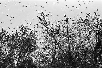 Bird Sanctuary