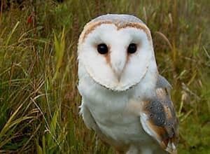 “Twit twoo”
