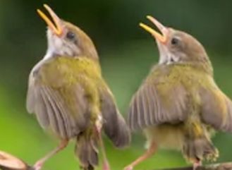 Chirpy Chirpy Cheep Cheep