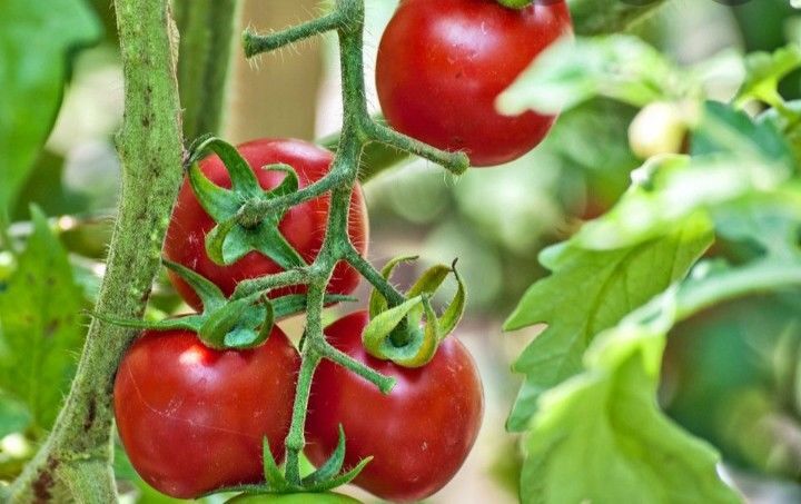 A tomato vine