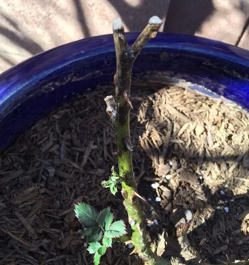 My Lazarus Rose