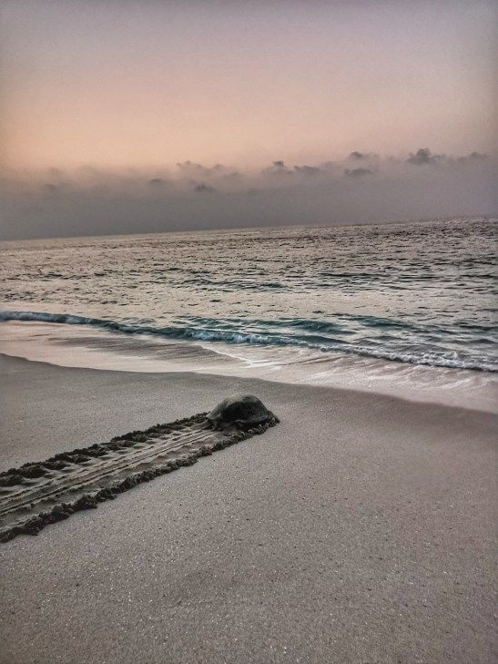 Terrapin