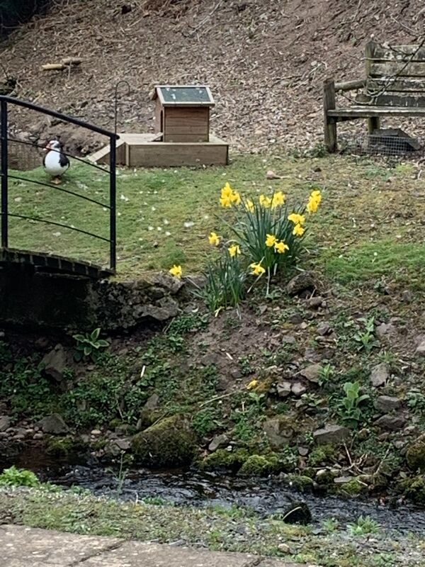 My dainty daffodils