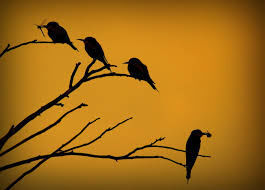 Birds 