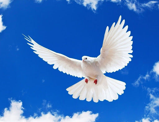 The Dove