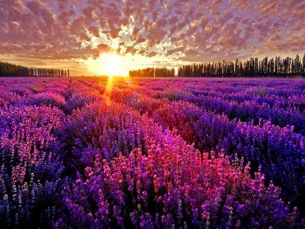 Provence Lavender