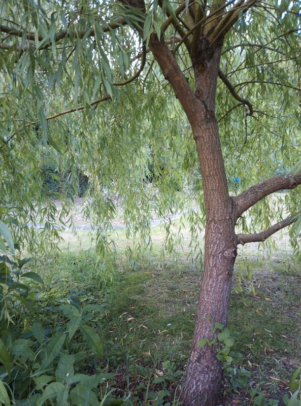 Garden Sounds 