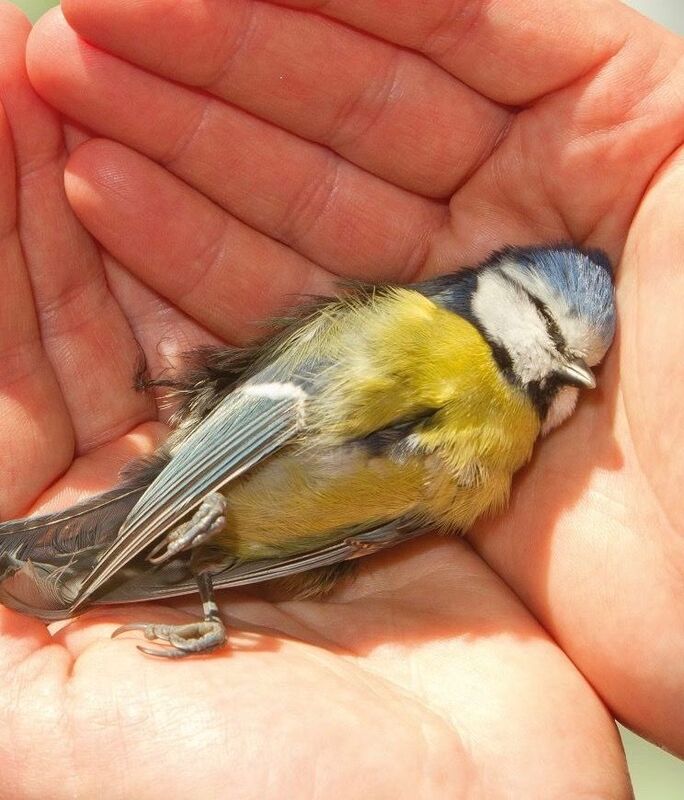 DEATH OF THE SONGBIRD