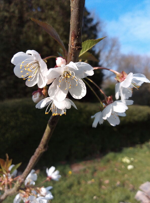 Saving a cherry tree 