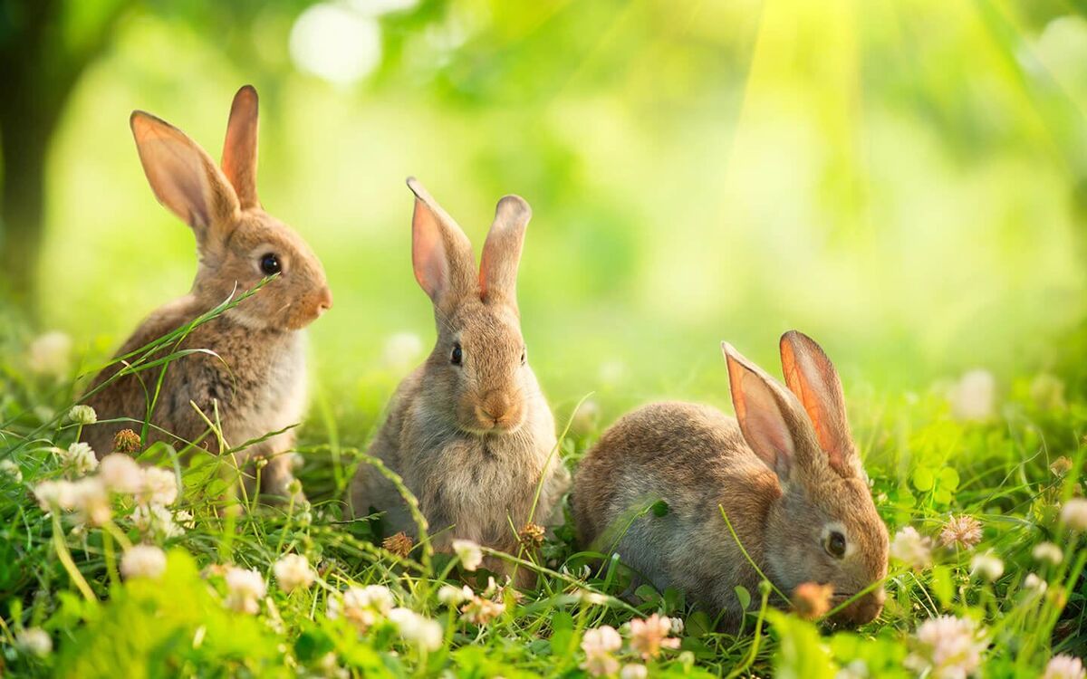 Run little Rabbits ???