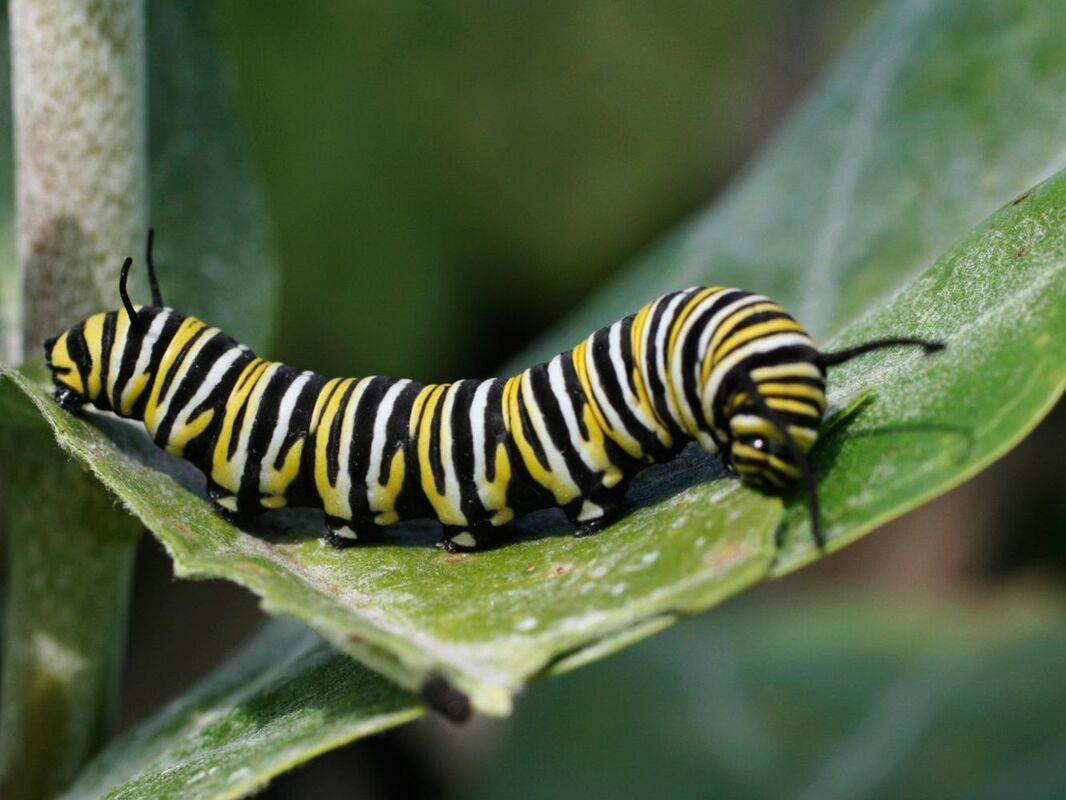 Cocooning Caterpillar  