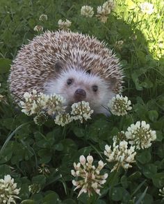 Pamela the proggy hoggy ?