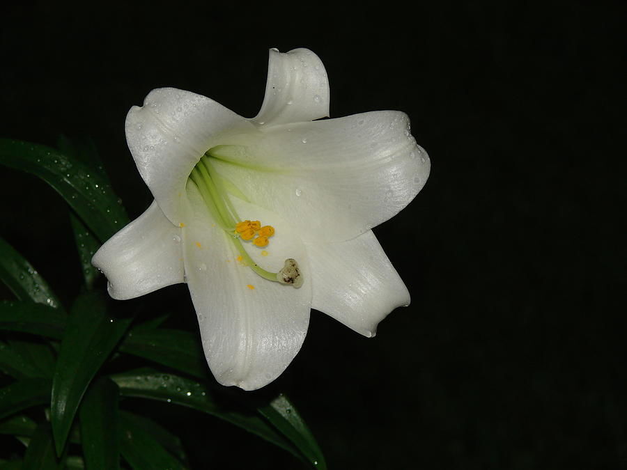 Easter Lily