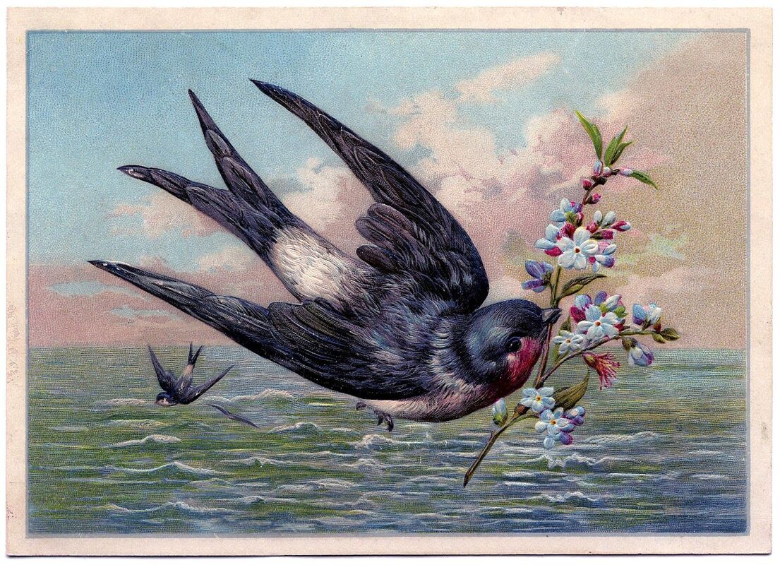 The Swallow