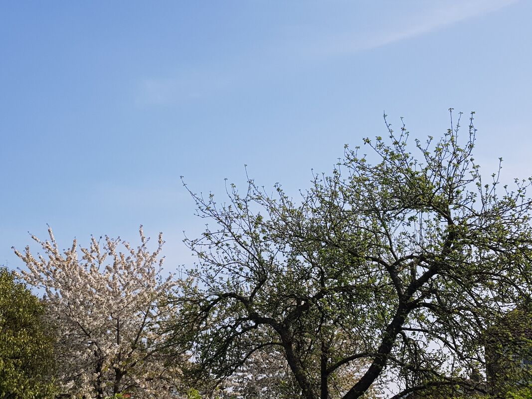 Blue Skies
