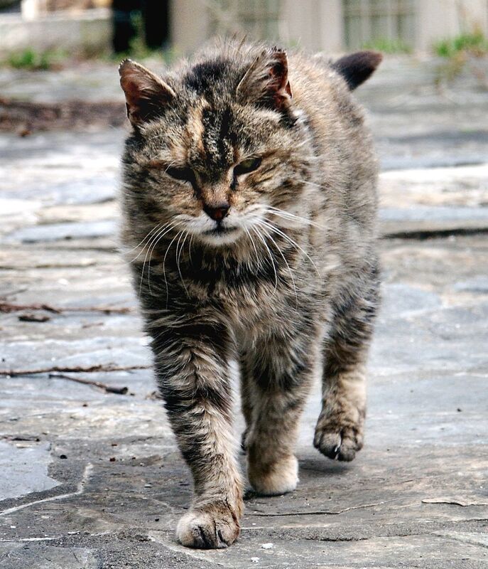 Tabby the playground Cat?