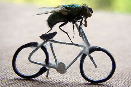 Like a blue-arsed fly ??